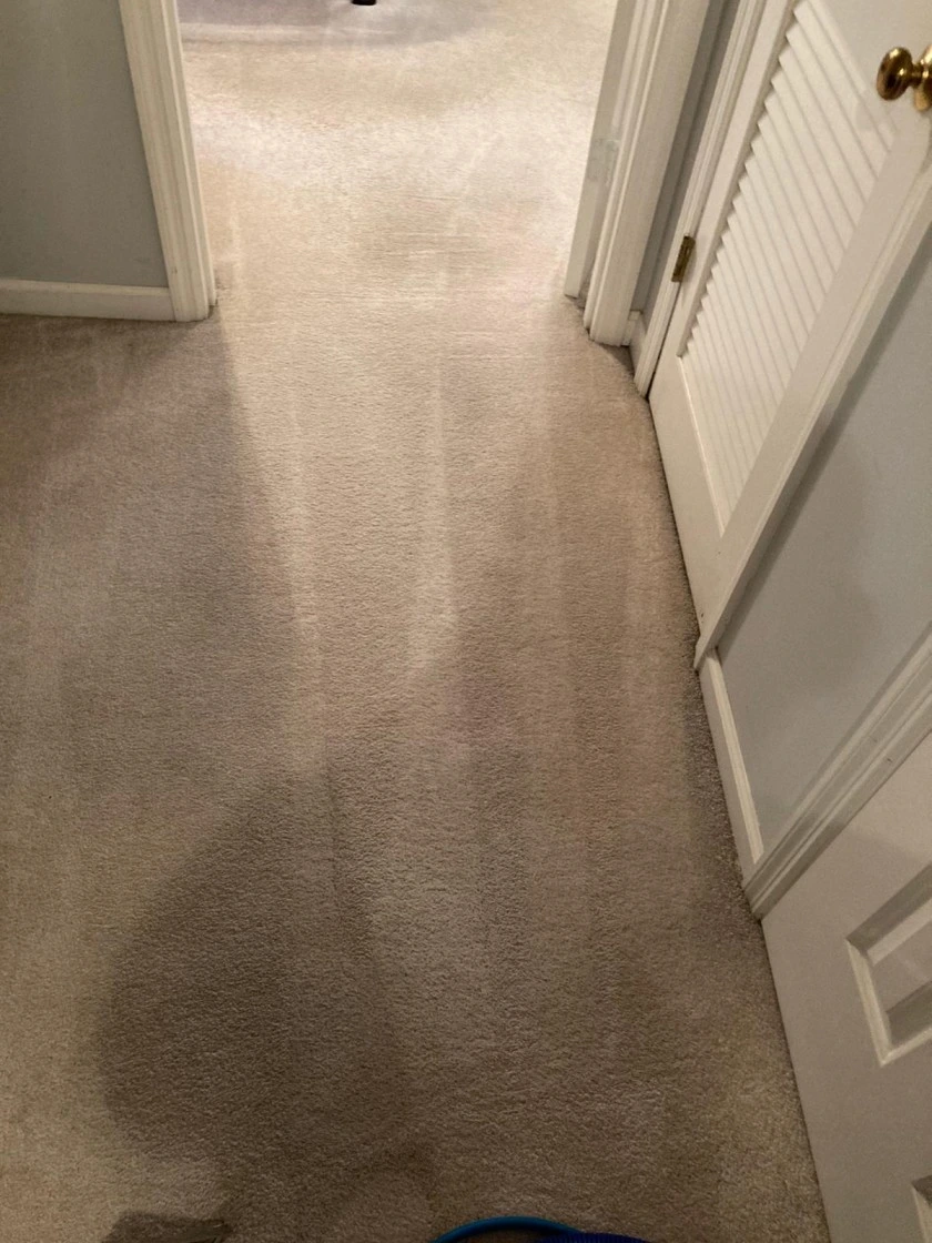 Carpet Clean